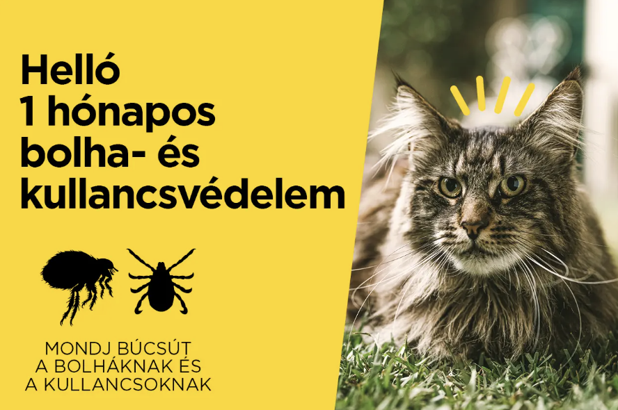 Képernyőfotó 2025-12-29 - 14.18.20