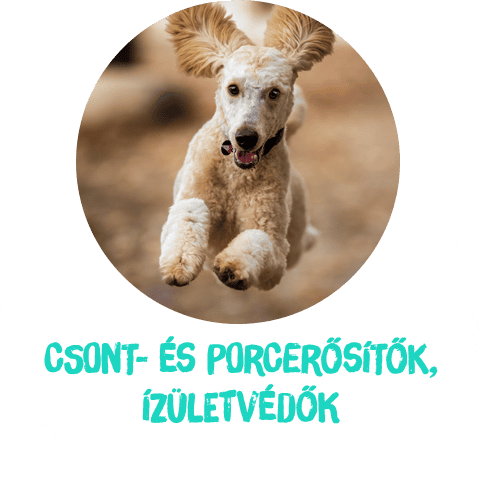 kutya csont és porcerősítők
