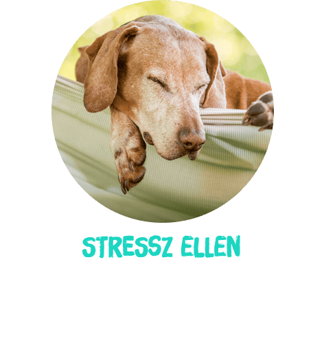 Stressz ellen, kutya nyugtató