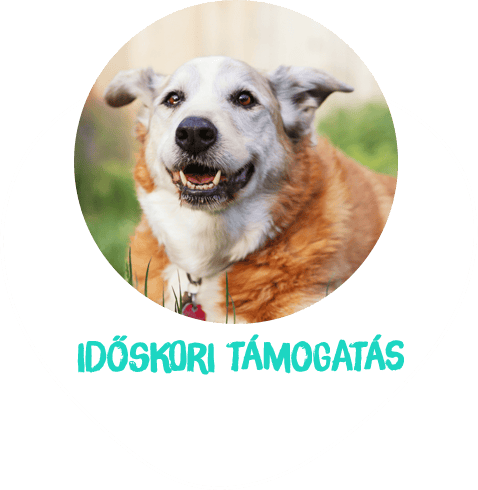idős kutyák támogató termékek