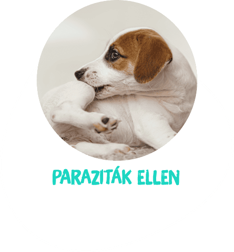 kisállat paraziták ellen