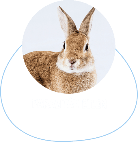 nyúl