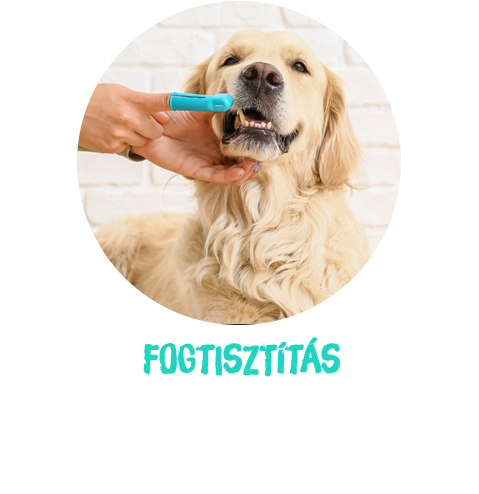 kutya fogtisztítás