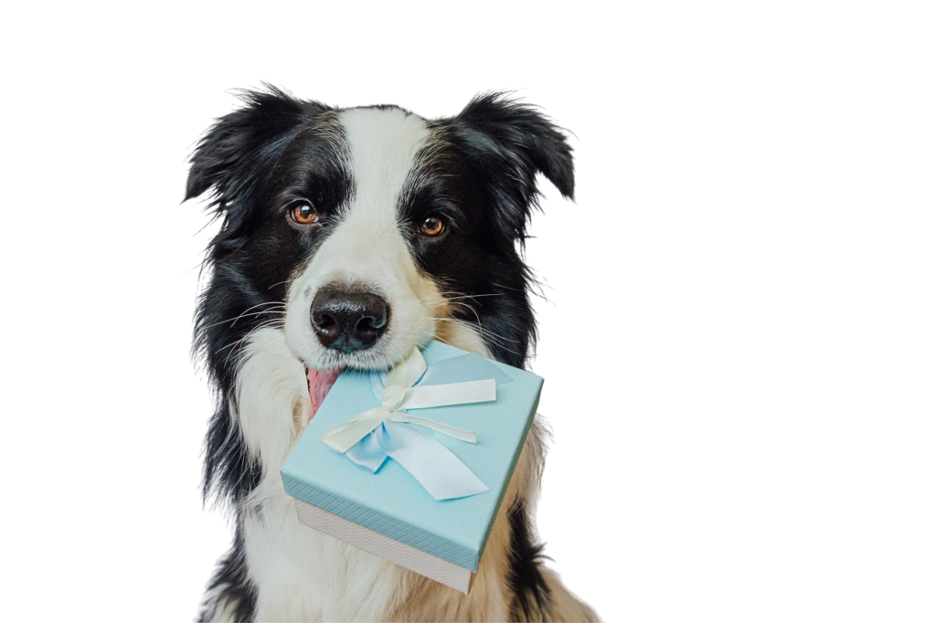 Border Collie kutya állatpatikai készítményekhez